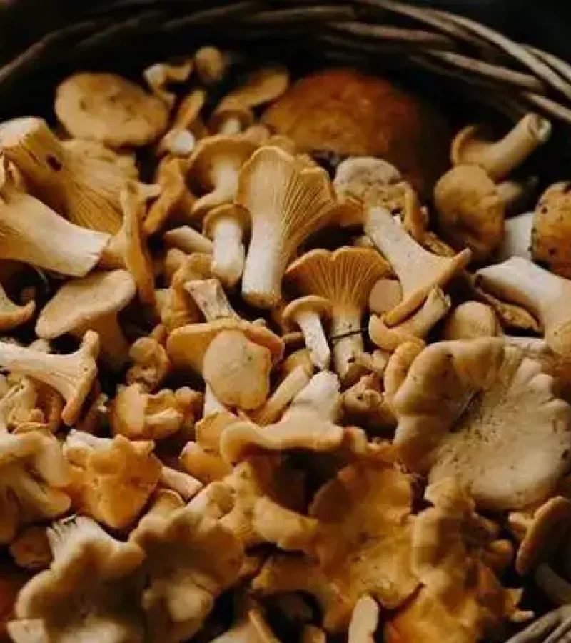 mushrooms